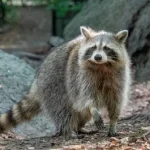 raccoon image